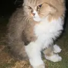 قطو للبيع