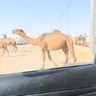لقحه دبيانيه