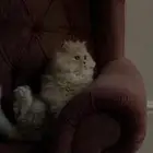 قط لتبني