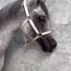 حصان مكس واهو