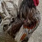 ديك عربي كويتي قزم