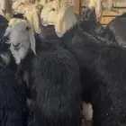 ذبايح نجد جذعان فل نظاف