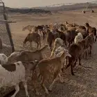 سواكن لها شهر ونص