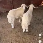 خرفان حريات