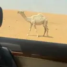 قعود باتلي