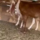 عنز