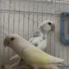 جوز روز