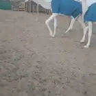 بكار كفو طيبه الموقع الافلاج