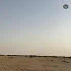 موسم سدر الفياض البري بتاريخ 2025