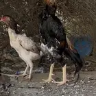 زوج شامو ياباني فاخر