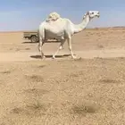 خفوت رباع سليمه العذاريب