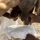 خلفه منيحه حلابه رقم واحد