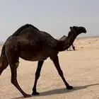 للبيع بكره دبسا