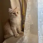 قط للتبنى