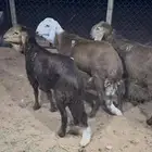سواكني للبيع