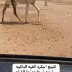 للبيع النياق بدأوه وطيبه