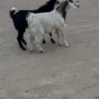 3 تيوس