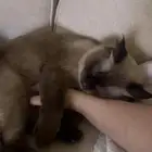 قط ذكر هملايا بجده للتبني