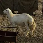فحل حري مشروط