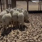 حرش جذعات مقاني دفيع