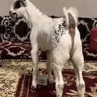 مشروع فحل بيشي فاخررر صنف الصنف