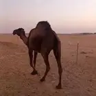 ناقه صفراء ضريبه ثنو