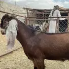 تيس عارضي