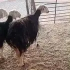 شياه نجد طيبه