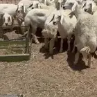 رخال صنف مقنوي