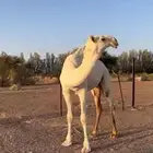 بكره كفو كحيلانيه