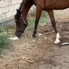 فرس تحتها مهر