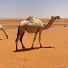 البيع وضحا لقحه منتج عل بعير رماني رباع