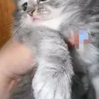 قطة أنثى شيرازية من أب مميز و أم مميزة