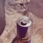 قطه سكوتش طالبة تزاوج