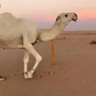 ابل وضح للبيع