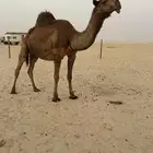 للبيع خلفه كفو