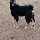 تيس مشروع فحل اجمم