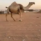 لقحه شقحا