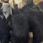 ذبايح نجدي فل نظاف