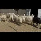 ضان صفر اباكير. عددها 40 دفيع