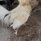 دجاج بوليش