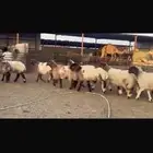 جذعات فاخره وشرط الدفيع 11 راس