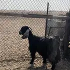 عنز عارضيه دافع