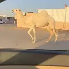 بكره وضحا كفو