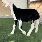 رخل نجديه صنف(تم البيع)