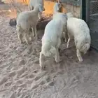 بهم خرفان حريات