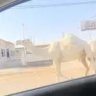 لقحات. تم البيع