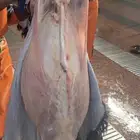ذبايح