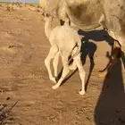 للبيع خلفه حدرها بكره