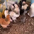 ديوك ودجاج براهما نضيفه شرط من لهم نضر يحوف و يشوف